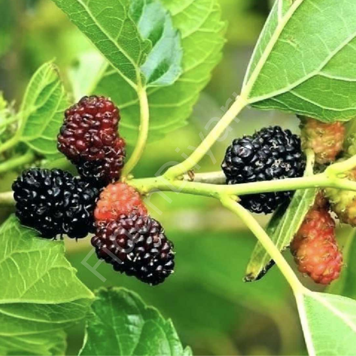 Urmu Ekşi Karadut Fidanı 50-80 cm,Tüplü/Saksılı