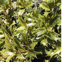 Osmantus (Osmanthus heterophyllus) Fidanı, 40-50 cm, Tüplü/Saksılı