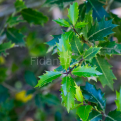Osmantus (Osmanthus heterophyllus) Fidanı, 40-50 cm, Tüplü/Saksılı