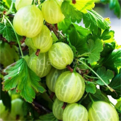 Bektasi Üzümü ( Ribes uva-crispa hinnonmaki) Fidanı, 30-40 cm, Yeşil Meyveli (saksıda)