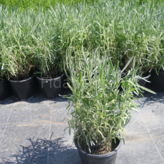 Lavandula angustifolia Lavanta Çiçeği,Tüplü/Saksılı