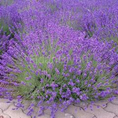 Lavandula angustifolia Lavanta Çiçeği,Tüplü/Saksılı