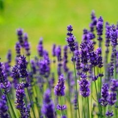 Lavandula angustifolia Lavanta Çiçeği,Tüplü/Saksılı
