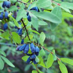 Saksılı Bal Yemişi (Honeyberry Atut ) Fidanı, 10-15 cm