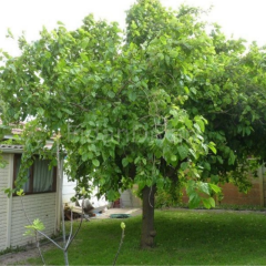 Gölgelik Meyvesiz Yaprak Dut Fidanı, 80-120 cm, Tüplü/Saksılı