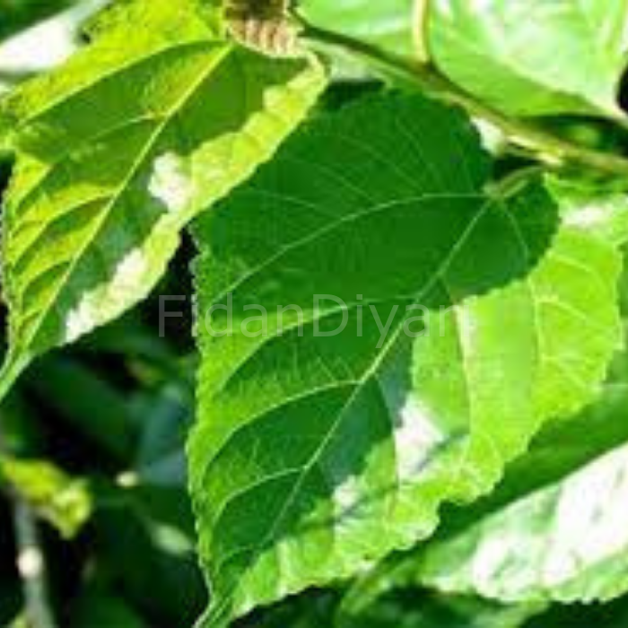 Gölgelik Meyvesiz Yaprak Dut Fidanı, 80-120 cm, Tüplü/Saksılı