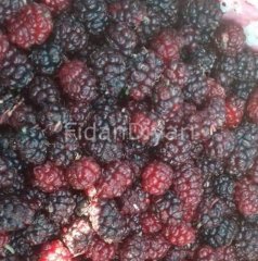 Açık Köklü Urmu Ekşi Karadut Fidanı