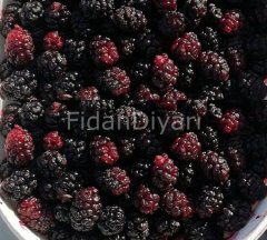 Açık Köklü Urmu Ekşi Karadut Fidanı