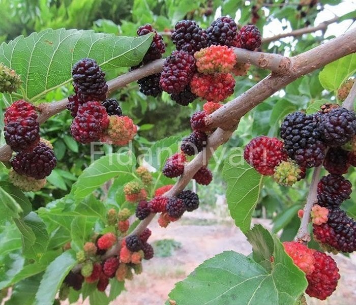 Açık Köklü Urmu Ekşi Karadut Fidanı