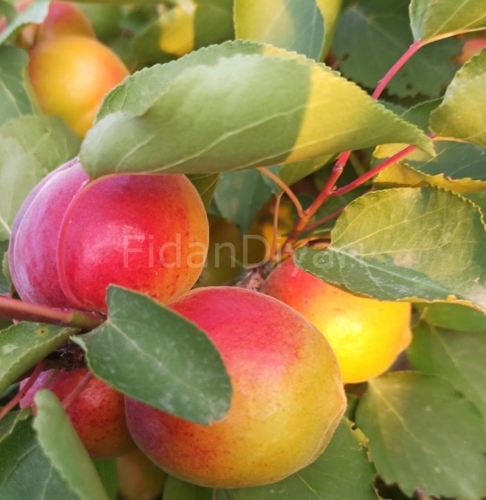 Açık köklü Perfect Red-Perfection  Kayısı fidanı, 3 Yaş