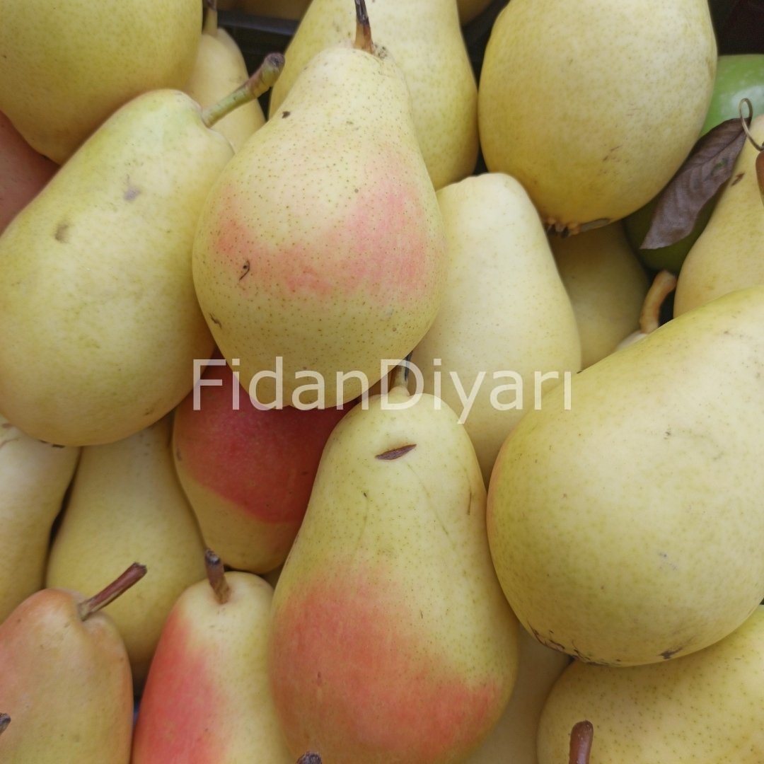 Açık köklü Santa Maria Armut fidanı, 3 Yaş