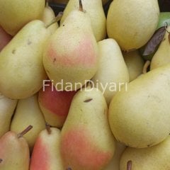 Açık köklü Santa Maria Armut fidanı, 3 Yaş