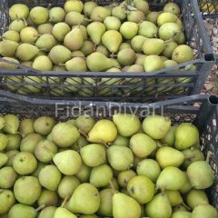 Açık köklü Akça armut fidanı, 3 Yaş