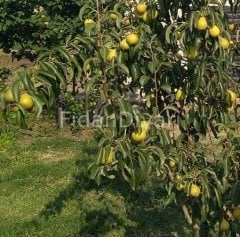 Açık köklü Akça armut fidanı, 3 Yaş