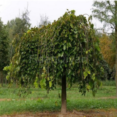 Ters Dut fidanı 4 yaş, 180-200 cm, Tüplü/Saksılı