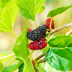 Avustralya Dut Fidanı 200 cm, 5-6 Yaş Saksılı