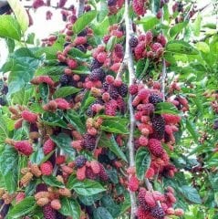 Avustralya Dut Fidanı 200 cm, 5-6 Yaş Saksılı