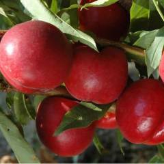 Açık köklü Amiga Nektarin Fidanı