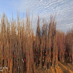 Açık köklü Amiga Nektarin Fidanı