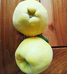 Eşme Ayva Fidanı 200 cm, 5-6 Yaş, Tüplü/Saksılı