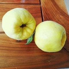 Eşme Ayva Fidanı 200 cm, 5-6 Yaş, Tüplü/Saksılı