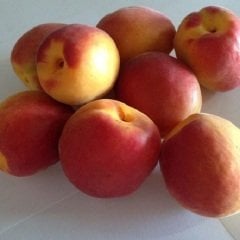 Açık köklü Alyanak Kayısı Fidanı