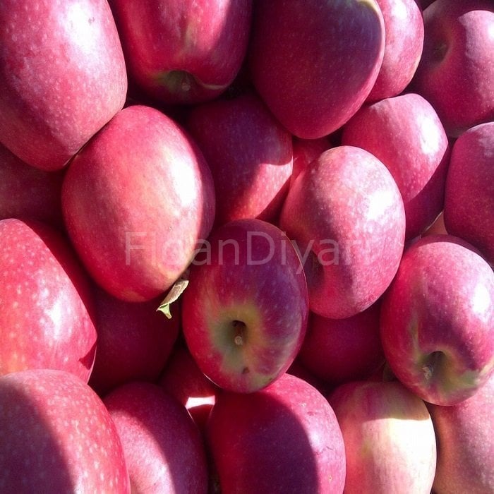 Açık köklü Rose Glow Elma Fidanı