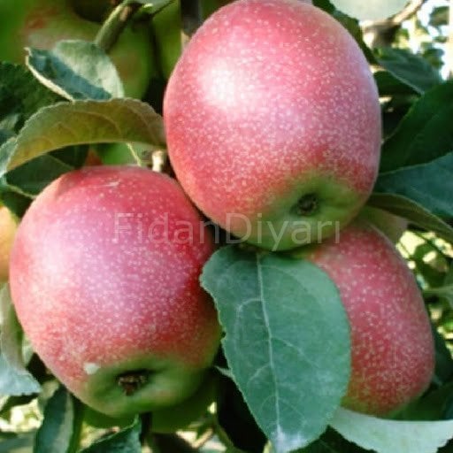 Açık köklü Summer Red Yazlık Elma Fidanı