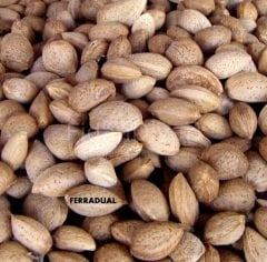 Badem Fidanı 200 cm, 5-6Yaş,Saksılı