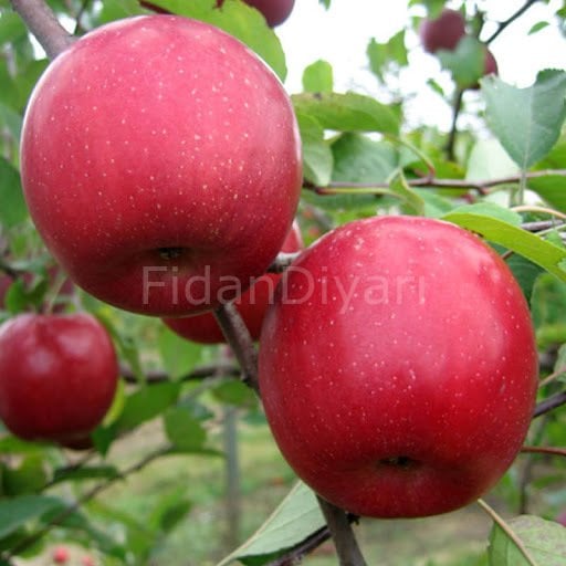 Fuji Elma Fidanı 200 cm, 5-6Yaş Tüplü/Saksılı