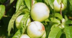 Beyaz Tüysüz Nektarin Fidanı 150-200 cm, 5-6 Yaş Tüplü/Saksılı