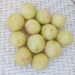 Beyaz Tüysüz Nektarin Fidanı 150-200 cm, 5-6 Yaş Tüplü/Saksılı