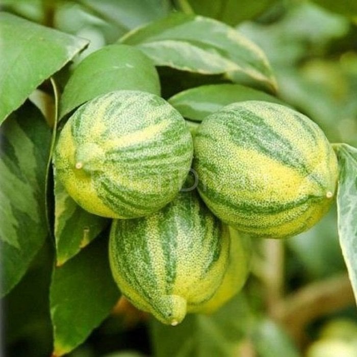 Alacalı Limon Fidanı Tüplü/Saksılı