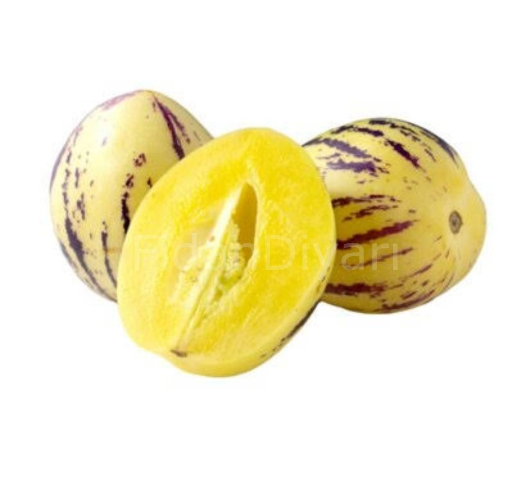 Pepino Kavunu Fidanı 60-80cm, Tüplü/Saksılı
