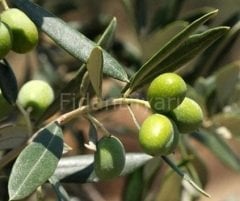Deliceye Aşılı Ayvalık-Edremit Zeytin Fidanı, Tüplü/Saksılı