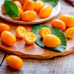 Üzeri Meyveli Tüplü Kamkat, Kumkuat Fidanı 100cm+
