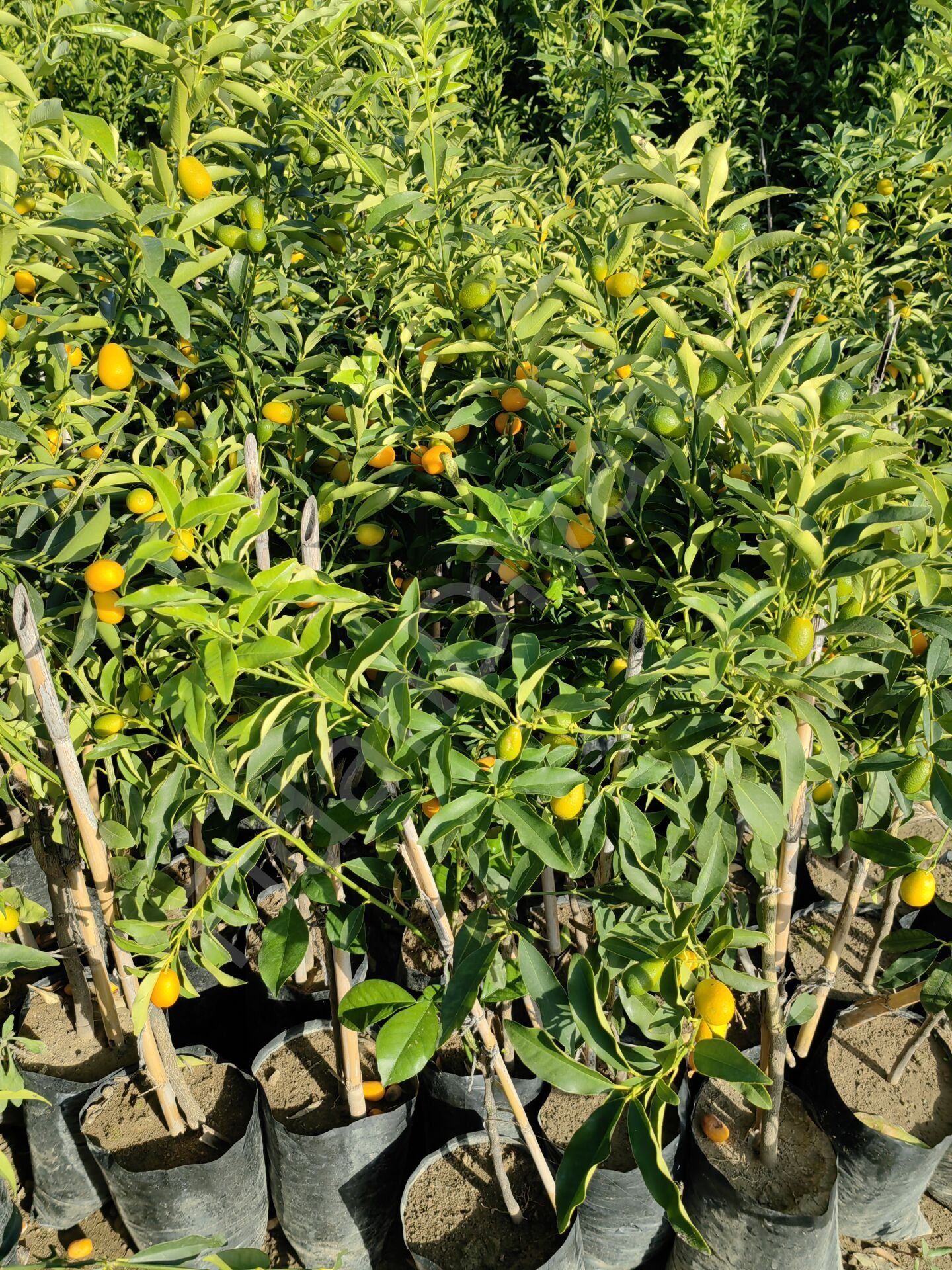 Üzeri Meyveli Tüplü Kamkat, Kumkuat Fidanı 100cm+