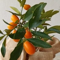 Üzeri Meyveli Tüplü Kamkat, Kumkuat Fidanı 100cm+