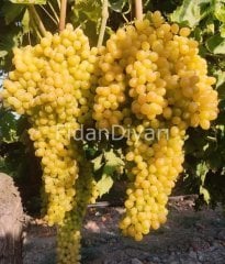 Çekirdeksiz Sultaniye Üzüm, Fidanı, 10-20 cm, Tüplü/Saksılı