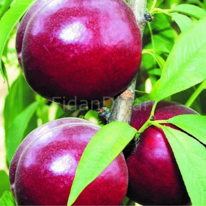 Açık Köklü Ambra Nektarin Fidanı