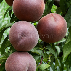 Açık Köklü Koyu Kırmızı Şeftali Fidanı