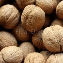 Yerli Ceviz Fidanı 200 cm, 5-6 yaş Saksılı