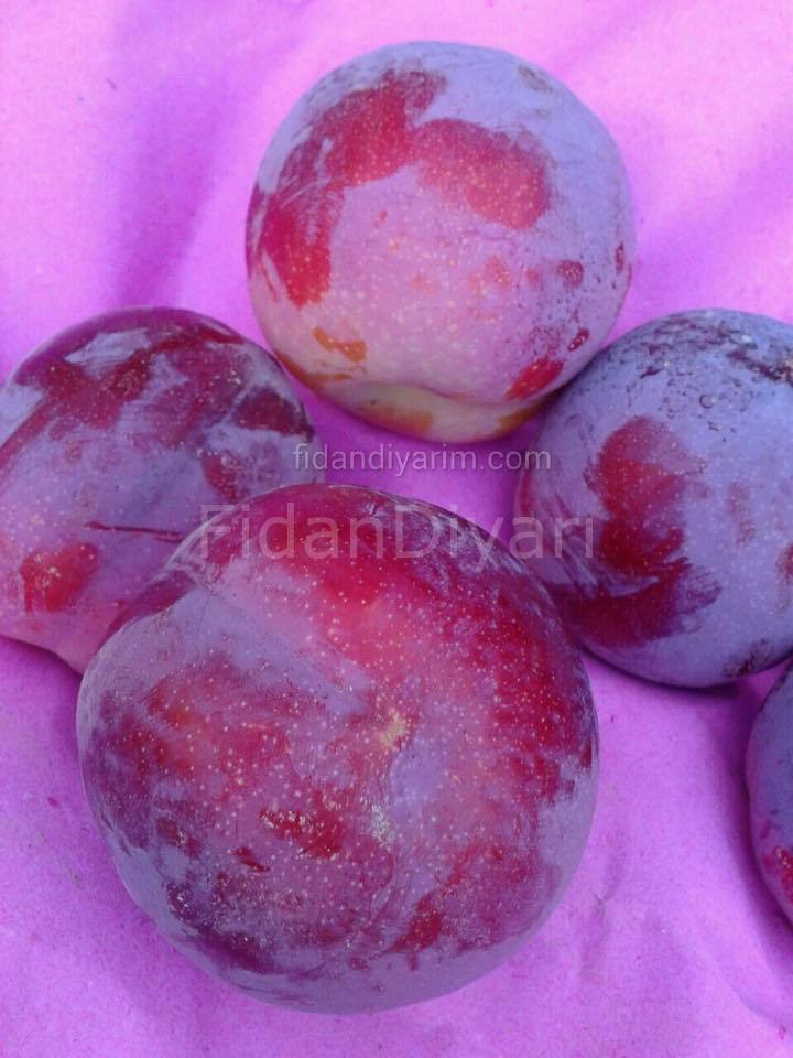 Açık Köklü Fortuna Erik Fidanı, 3 Yaş