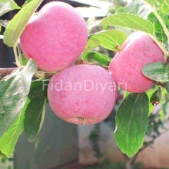 Açık Köklü Jersey Mac Yazlık Elma fidanı