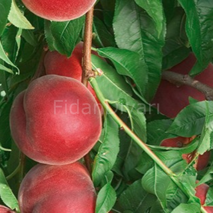 Açık Köklü Royal Summer (Erkenci) Şeftali Fidanı