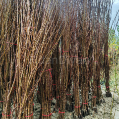 Açık Köklü 10 Adet Royal Summer (Erkenci) Şeftali Fidanı 3 Yaş