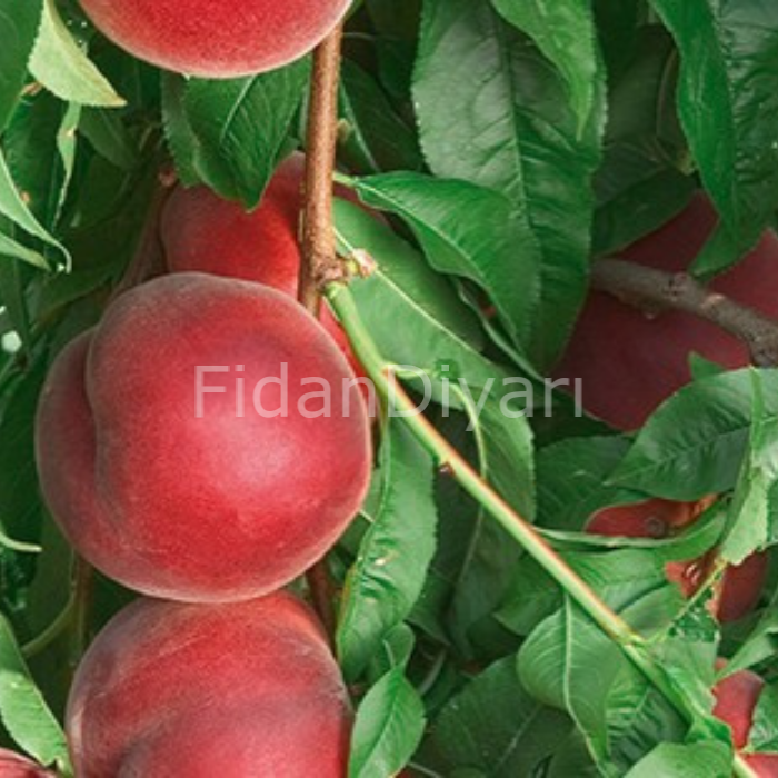 Açık Köklü 10 Adet Royal Summer (Erkenci) Şeftali Fidanı 3 Yaş