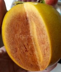 Açık Köklü Çikolatalı Hachiya trabzon hurması fidanı