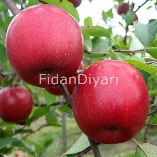 Açık Köklü Fuji Elma Fidanı, 3 yaş