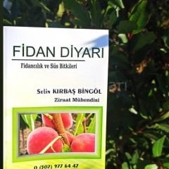 Laurenne Badem Fidanı, 80-120 cm, Tüplü Saksılı